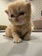 Persian Cats for sale in Nazareth, PA 18064, USA. price: $1,200