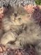 Persian Cats for sale in Houston, TX, USA. price: $2,265