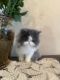Persian Cats for sale in Fleetwood, PA 19522, USA. price: $1,200