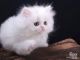 Persian Cats for sale in Honolulu, HI, USA. price: $1,400
