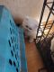 Persian Cats for sale in Lancaster, CA, USA. price: $40,000