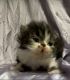 Persian Cats for sale in Thomaston, CT, USA. price: $1,000