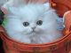 Persian Cats for sale in Mountain Top, PA 18707, USA. price: $1,000