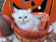 Persian Cats for sale in Mountain Top, PA 18707, USA. price: $1,300