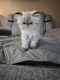 Persian Cats for sale in Plainwell, MI 49080, USA. price: $500