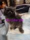 Persian Cats for sale in Weston, OH 43569, USA. price: $300
