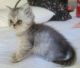 Persian Cats for sale in Muscle Shoals, AL 35662, USA. price: $950
