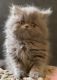 Persian Cats for sale in San Diego, CA, USA. price: $1,000