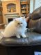 Persian Cats for sale in Boone, NC, USA. price: $750