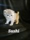 Persian Cats for sale in Warwick, PA 18974, USA. price: $1,200