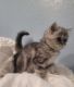 Persian Cats for sale in Muscle Shoals, AL 35662, USA. price: $50