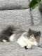 Persian Cats for sale in Ontario, NY 14519, USA. price: $950
