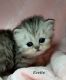 Persian Cats for sale in Indianapolis, IN, USA. price: $800