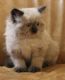 Persian Cats for sale in Capon Bridge, WV 26711, USA. price: $850