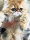 Persian Cats for sale in Minneapolis, MN, USA. price: NA