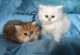 Persian Cats for sale in Ardmore, AL 35739, USA. price: $500