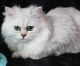 Persian Cats for sale in Hinesville, GA 31313, USA. price: $950