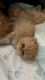 Persian Cats for sale in Nazareth, PA 18064, USA. price: $600