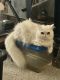 Persian Cats for sale in Honolulu, HI, USA. price: $1,200