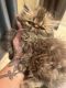 Persian Cats for sale in Harrisburg, PA, USA. price: $800