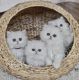 Persian Cats for sale in White Plains, NY 10607, USA. price: $1,700