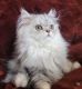 Persian Cats for sale in West Palm Beach, FL, USA. price: $1,500