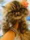 Persian Cats for sale in West Palm Beach, FL, USA. price: $1,800