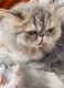 Persian Cats for sale in West Palm Beach, FL, USA. price: $1,700