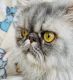 Persian Cats for sale in West Palm Beach, FL, USA. price: $1,300