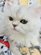 Persian Cats for sale in West Palm Beach, FL, USA. price: $1,000