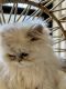 Persian Cats for sale in Huntsville, AL, USA. price: $1,500