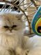 Persian Cats for sale in Huntsville, AL, USA. price: $10,001,500
