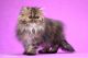 Persian Cats for sale in Columbus, OH, USA. price: $850
