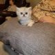 Persian Cats for sale in Nancy, KY 42544, USA. price: $850