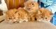Persian Cats for sale in Lexington, OH 44904, USA. price: $575