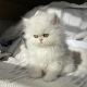Persian Cats for sale in New Haven, CT, USA. price: $365