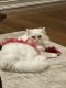 Persian Cats for sale in Homer Glen, IL 60491, USA. price: $1,400