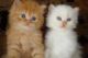 Persian Cats for sale in Anchorage, AK 99514, USA. price: $500