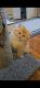 Persian Cats for sale in Perth Amboy, NJ 08863, USA. price: $2,500