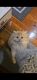 Persian Cats for sale in Perth Amboy, NJ 08863, USA. price: $1,500