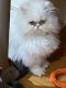 Persian Cats for sale in Lexington, KY, USA. price: $1,000