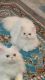 Persian Cats for sale in Dearborn, MI, USA. price: $600