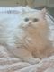 Persian Cats for sale in Mobile, AL, USA. price: NA