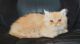 Persian Cats for sale in Los Angeles, CA 90023, USA. price: $800