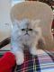 Persian Cats for sale in Mountain Top, Pennsylvania. price: $1,000