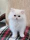 Persian Cats for sale in Mountain Top, Pennsylvania. price: $1,200