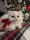 Persian Cats for sale in Mountain Top, Pennsylvania. price: $400
