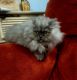 Persian Cats for sale in Birmingham, AL, USA. price: $750