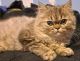 Persian Cats for sale in La Porte, Texas. price: $500
