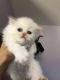 Persian Cats for sale in Honolulu, Hawaii. price: $550